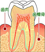 歯肉と歯槽骨